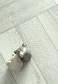 2302 Дуб Дымчатый