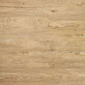 Дуб Золотистый