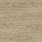 8016 Дуб Чарли