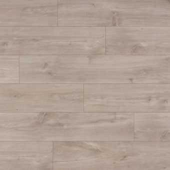 CLH 1655  Кубинский Дуб