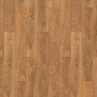 Дуб медовый шервуд