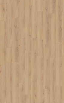 D80592 Дуб Норфолк