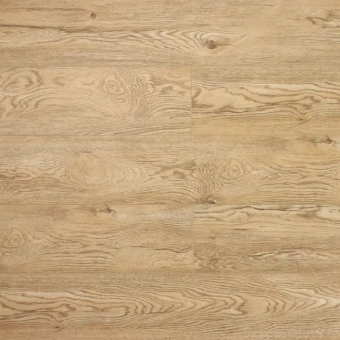 Дуб Золотистый